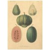 Flax Art Poster | Encyclopedia Fruit B | FWP-AP-EN3B